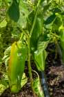 Issaquah, Washington State, USA. Anaheim pepper on the vine. Art Print